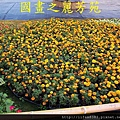 台中新社花海---花間漫遊 (46).jpg