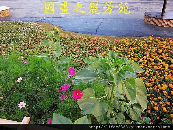 台中新社花海---花間漫遊  (47).jpg