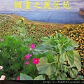 台中新社花海---花間漫遊  (47).jpg