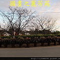 台中新社花海---花間漫遊  (52).jpg