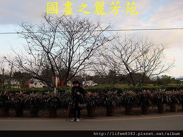 台中新社花海---花間漫遊  (53).jpg