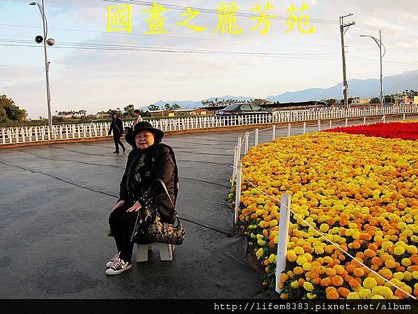 台中新社花海---花間漫遊  (68).jpg