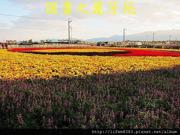 台中新社花海---花間漫遊  (70).jpg