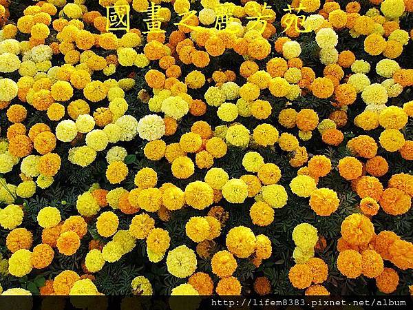 台中新社花海---花間漫遊  (73).jpg