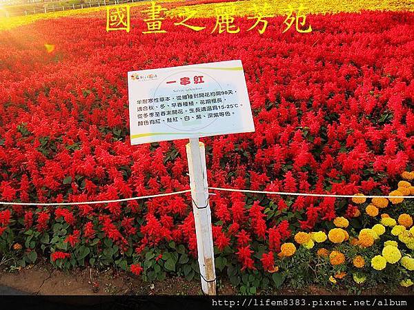 台中新社花海---花間漫遊  (74).jpg