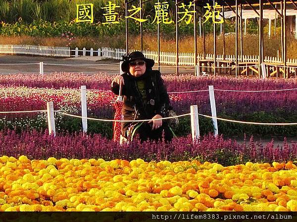 台中新社花海---花間漫遊  (76).jpg