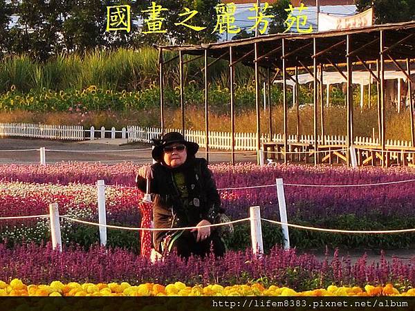 台中新社花海---花間漫遊  (77).jpg