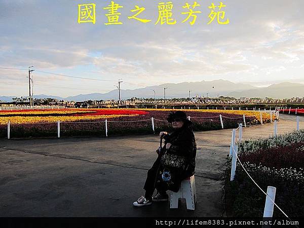 台中新社花海---花間漫遊  (86).jpg