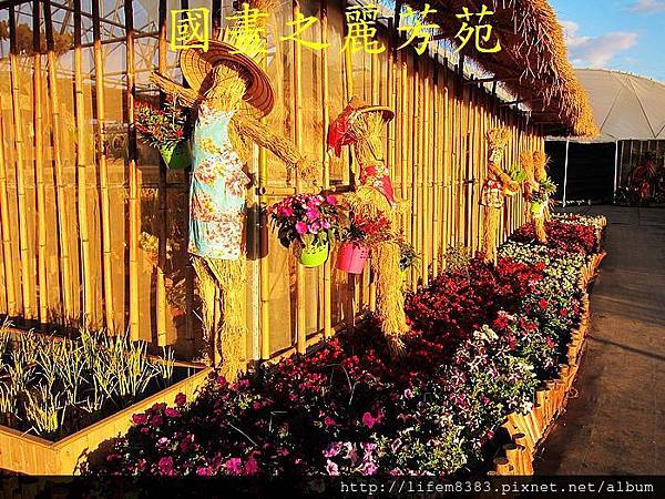 台中新社花海---花間漫遊  (103).jpg