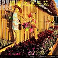 台中新社花海---花間漫遊  (103).jpg