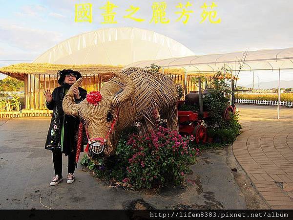 台中新社花海---花間漫遊  (113).jpg