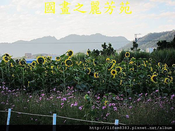 台中新社花海---花間漫遊  (128).jpg