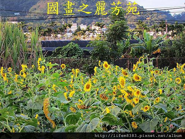 台中新社花海---花間漫遊  (129).jpg