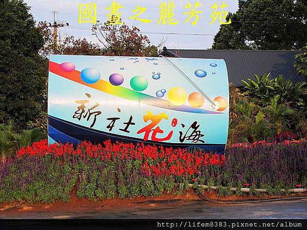 台中新社花海---花間漫遊  (131).jpg