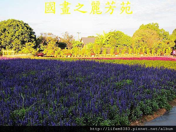 台中新社花海---花間漫遊  (132).jpg