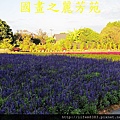 台中新社花海---花間漫遊 (132).jpg