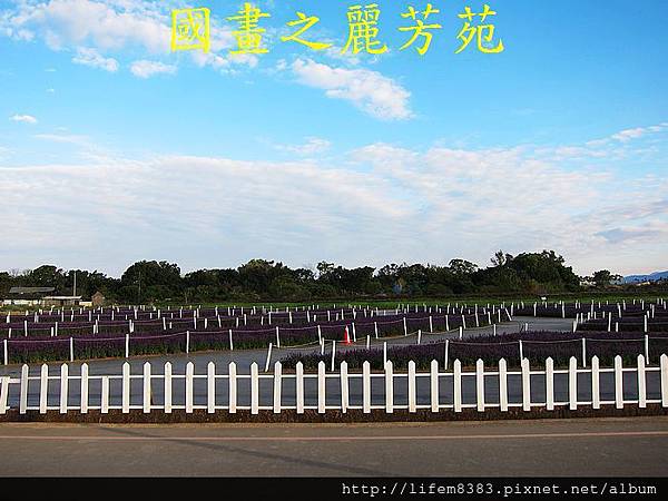 台中新社花海---花間漫遊  (176).jpg