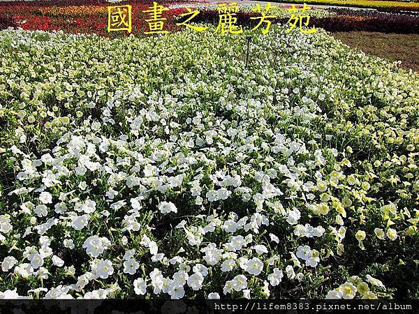 台中新社花海---花間漫遊  (234).jpg