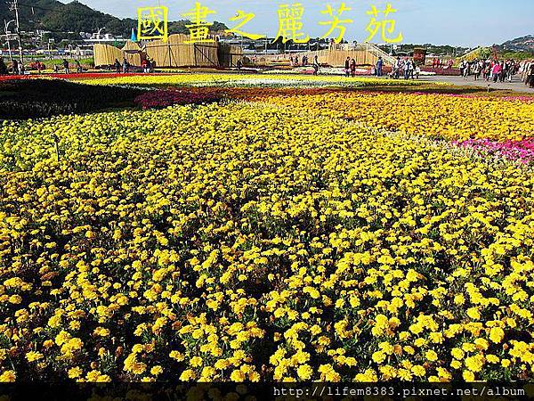 台中新社花海---花間漫遊  (272).jpg