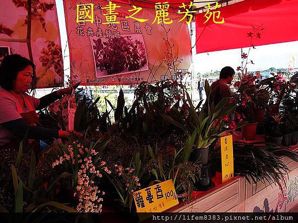 台中新社花海---花間漫遊  (338).jpg