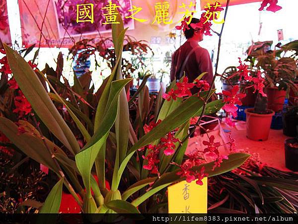 台中新社花海---花間漫遊  (339).jpg