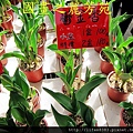 2014 大年初一 嘻春(大溪拜拜 遊花市) (5).jpg