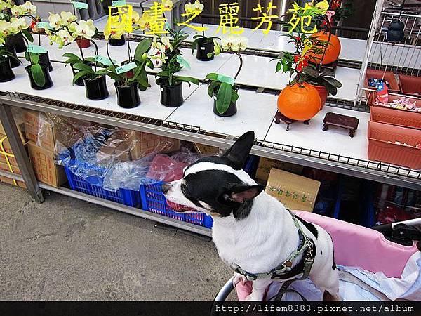 2014 大年初一 嘻春(大溪拜拜 遊花市) (147).jpg