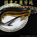 藥膳鱘龍魚湯 (1).jpg