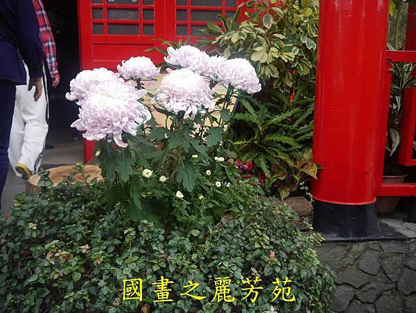 20161211 士林官邸賞秋菊 (136).jpg