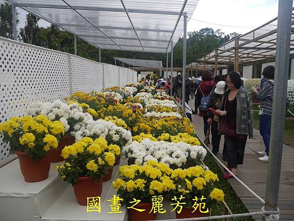 20161211 士林官邸賞秋菊 (225).jpg