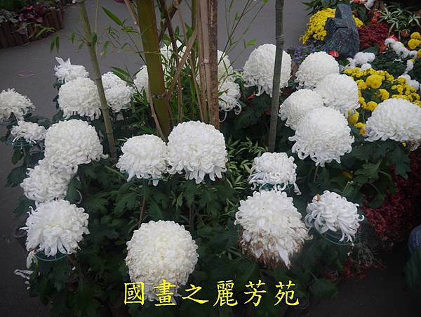 20161211 士林官邸賞秋菊 (331).jpg