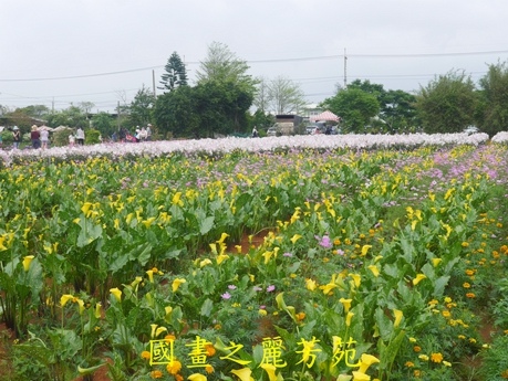 20170421---桃園彩芋節 (118).jpg