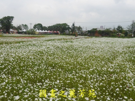 20170421---桃園彩芋節 (144).jpg