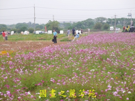 20170421---桃園彩芋節 (186).jpg