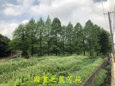 20190420 桃園彩色海芋節 (7).jpg