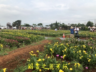 20190420 桃園彩色海芋節 (72).jpg