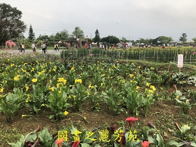 20190420 桃園彩色海芋節 (102).jpg