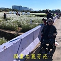 20191201---平鎮花彩節 (60).jpg