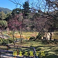 20210130 角板山賞梅花 (77).jpg