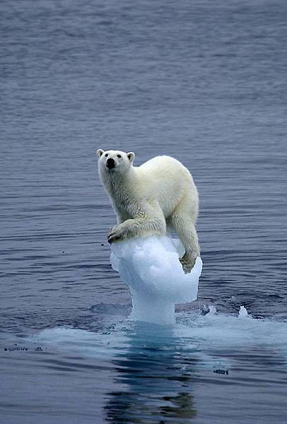 Polar_meltdown_13_A_627162a-Arne Nævra's shot of a confused ice passenger won second prize in the Our world category.    © Arne Nævra  Shell Wildlife Photographer of the Year.jpg