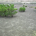 20100701-高美溼地污染-DSCF0279.JPG