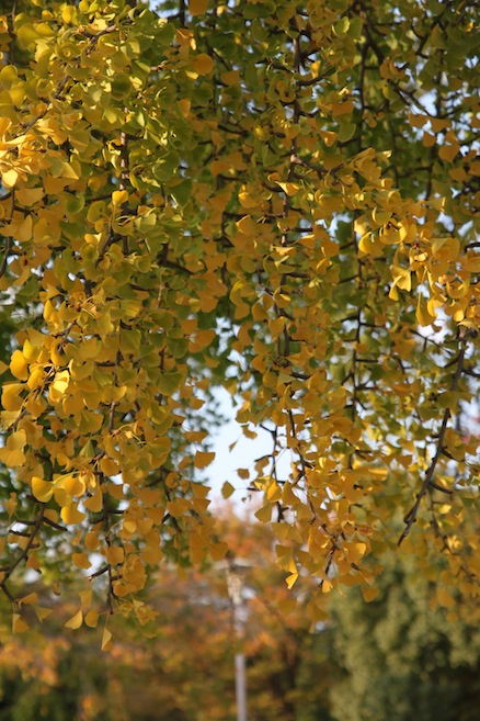 IMG_8500 IMG_8500