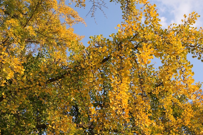 IMG_8550 IMG_8550