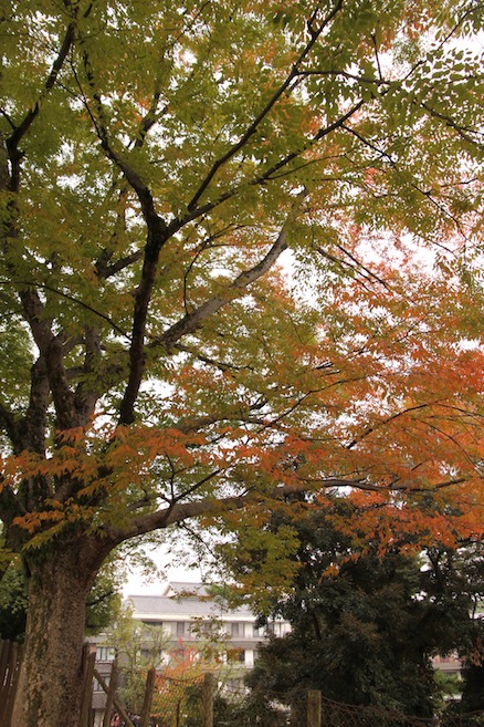 IMG_8665 IMG_8665