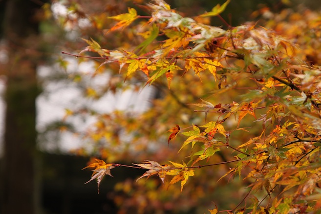 IMG_1745 IMG_1745