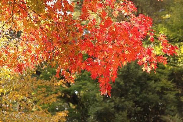 IMG_2415 IMG_2415