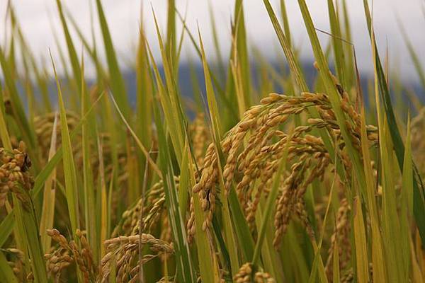 IMG_0222 IMG_0222