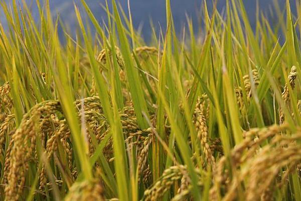 IMG_0236 IMG_0236