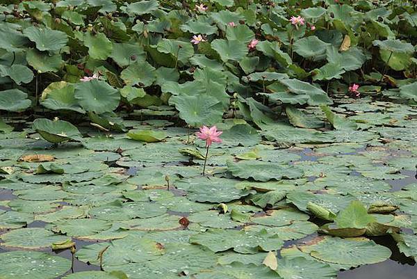 IMG_1500 IMG_1500