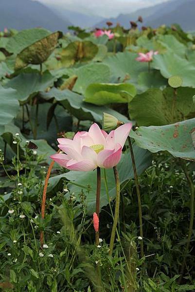 IMG_1506 IMG_1506